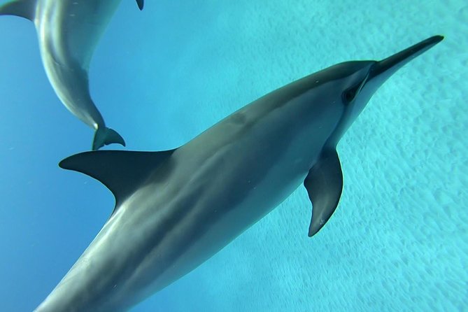 Dolphin Lagoon 2 days 22