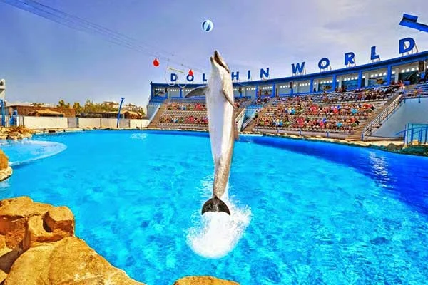 Dolphin-Show-Hurghada-and-Swimming-with-Dolphins-1