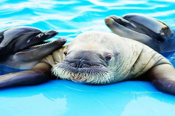 Dolphin-Show-Hurghada-and-Swimming-with-Dolphins-3