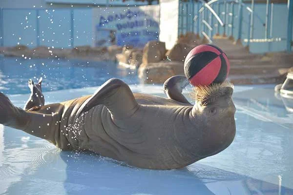 Dolphin-Show-Hurghada-and-Swimming-with-Dolphins-4