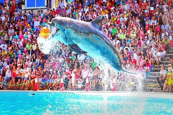 Dolphin-Show-Hurghada-and-Swimming-with-Dolphins-5