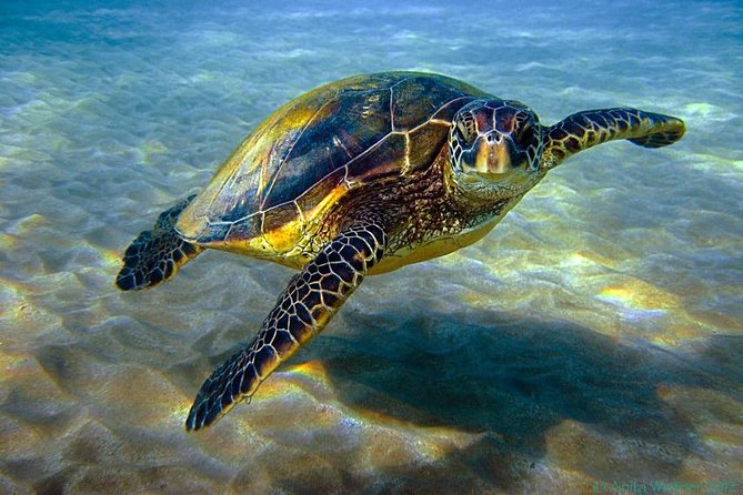 royal_seascobe_hurghada5