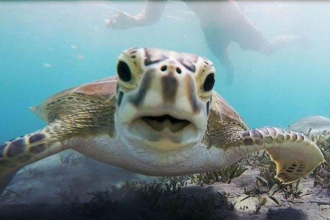 royal_seascobe_hurghada6